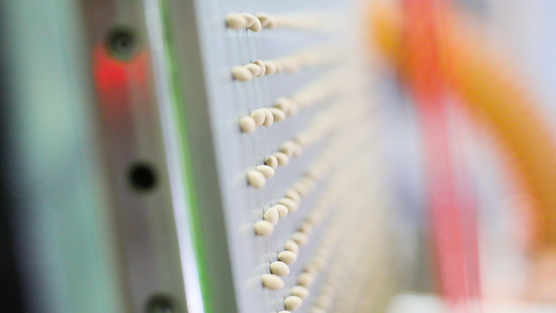 PlantTape Transplants using Stokes Seeds for a lettuce variety