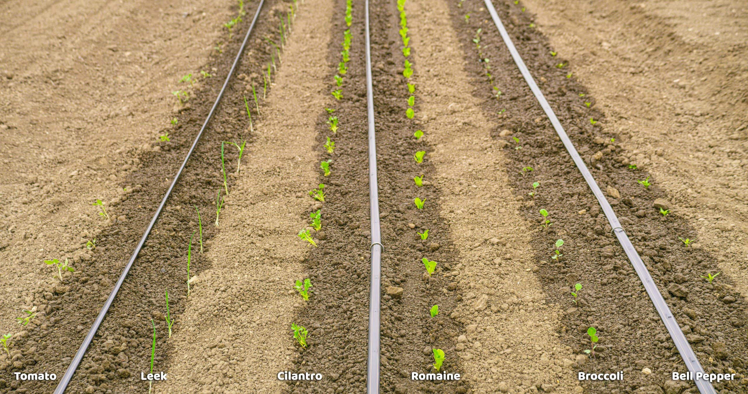 Planting seedlings at any stage: PlantTape offers flexibility to