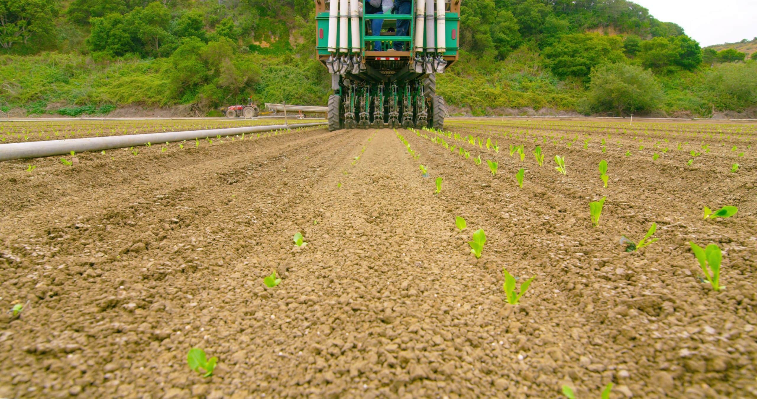 PlantTape Transplants using Stokes Seeds for a lettuce variety